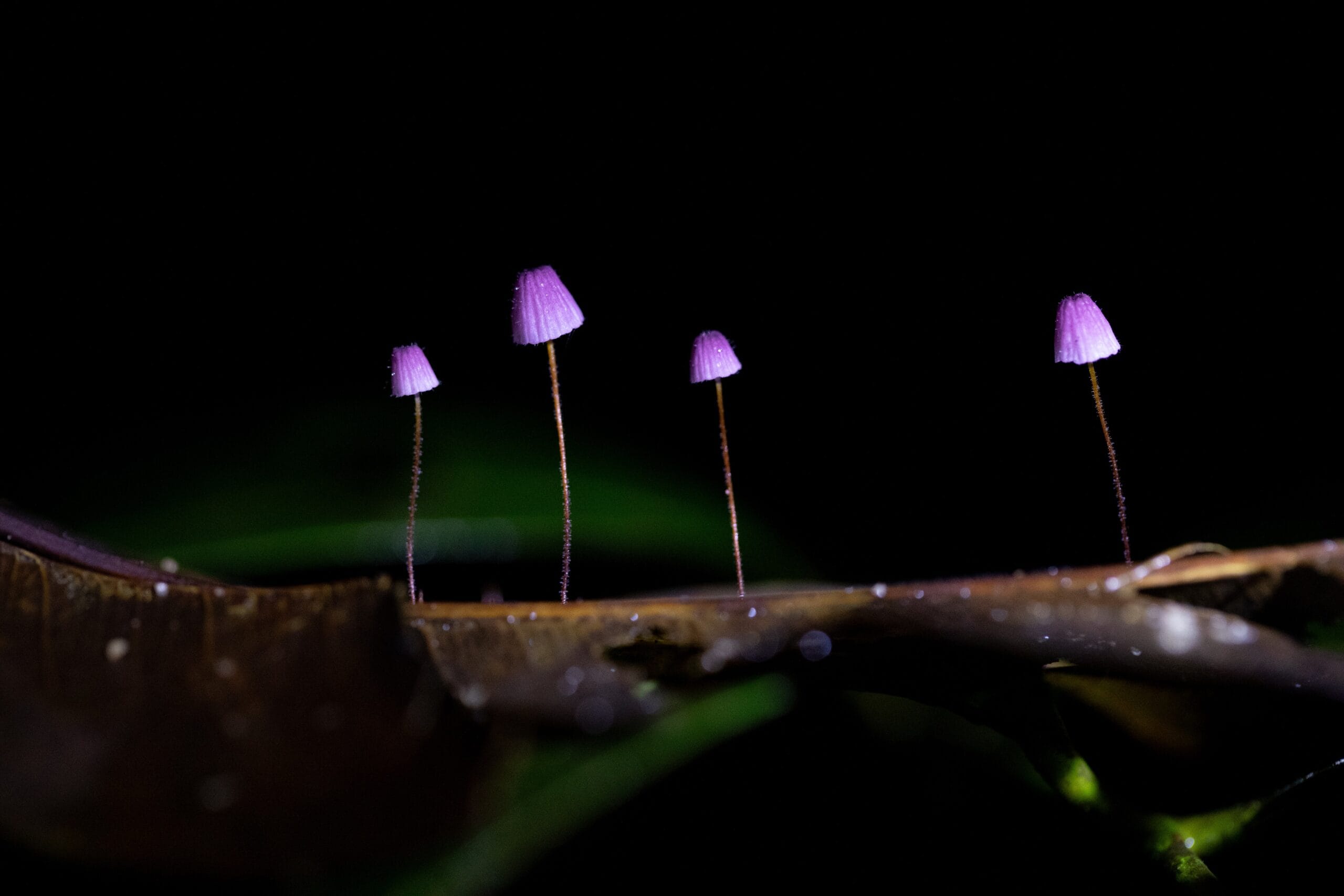 Exposição Fotográfica no Musa Revela a Diversidade dos Cogumelos da Amazônia