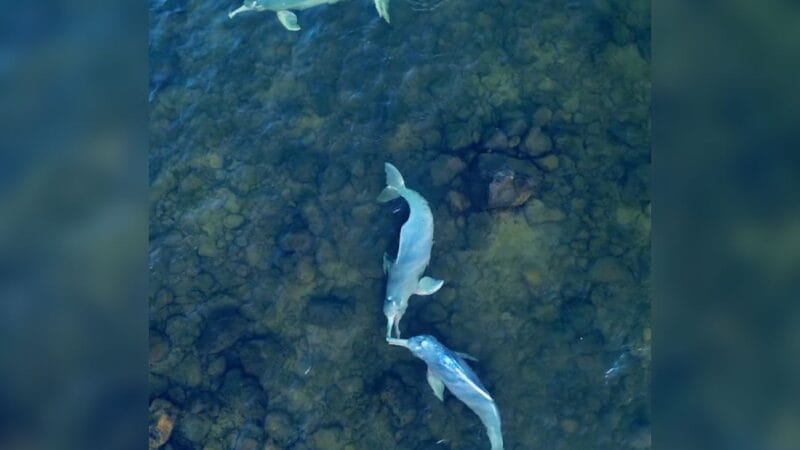 Botos em Ritual de Acasalamento São Filmados em Itaguatins, Tocantins