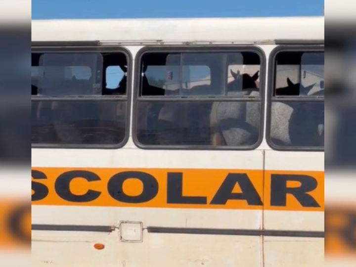 Cavalos Transportados em Ônibus Escolar Geram Polêmica nas Redes Sociais