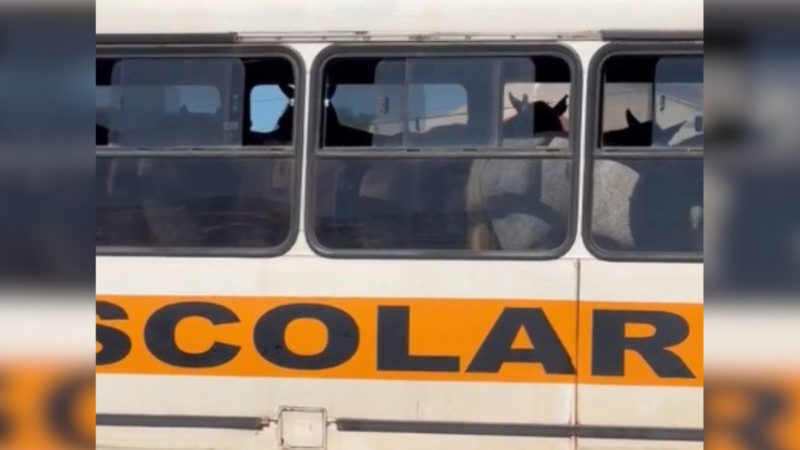 Cavalos Transportados em Ônibus Escolar Geram Polêmica nas Redes Sociais