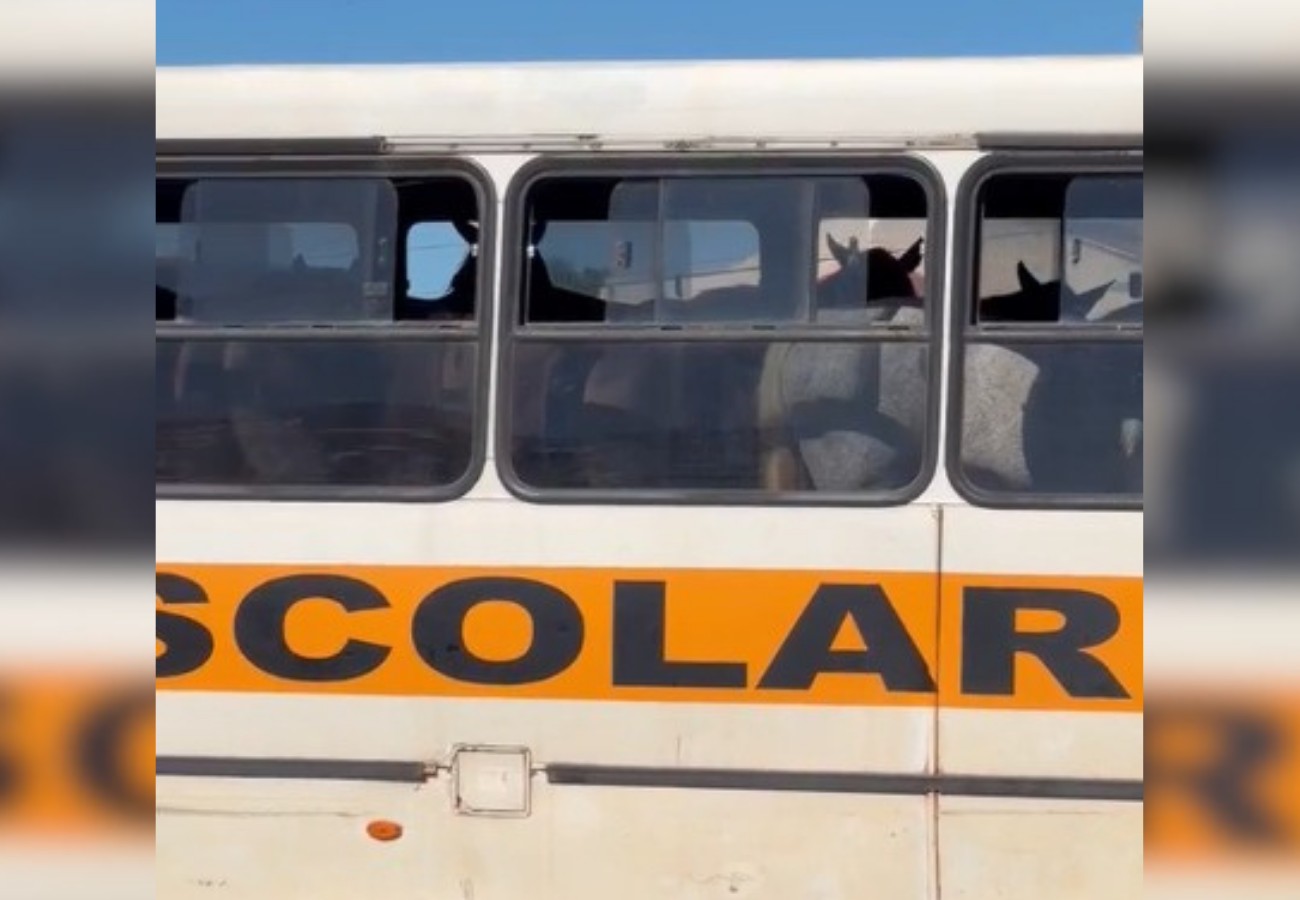 Cavalos Transportados em Ônibus Escolar Geram Polêmica nas Redes Sociais