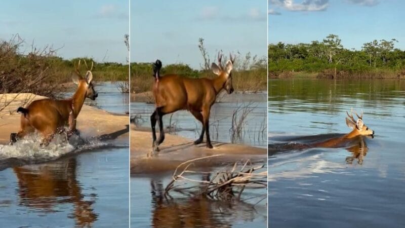 Cervo-do-Pantanal é Flagado Nadando no Rio Araguaia em Tocantins