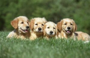 A Importância da Alimentação na Saúde dos Filhotes de Cão