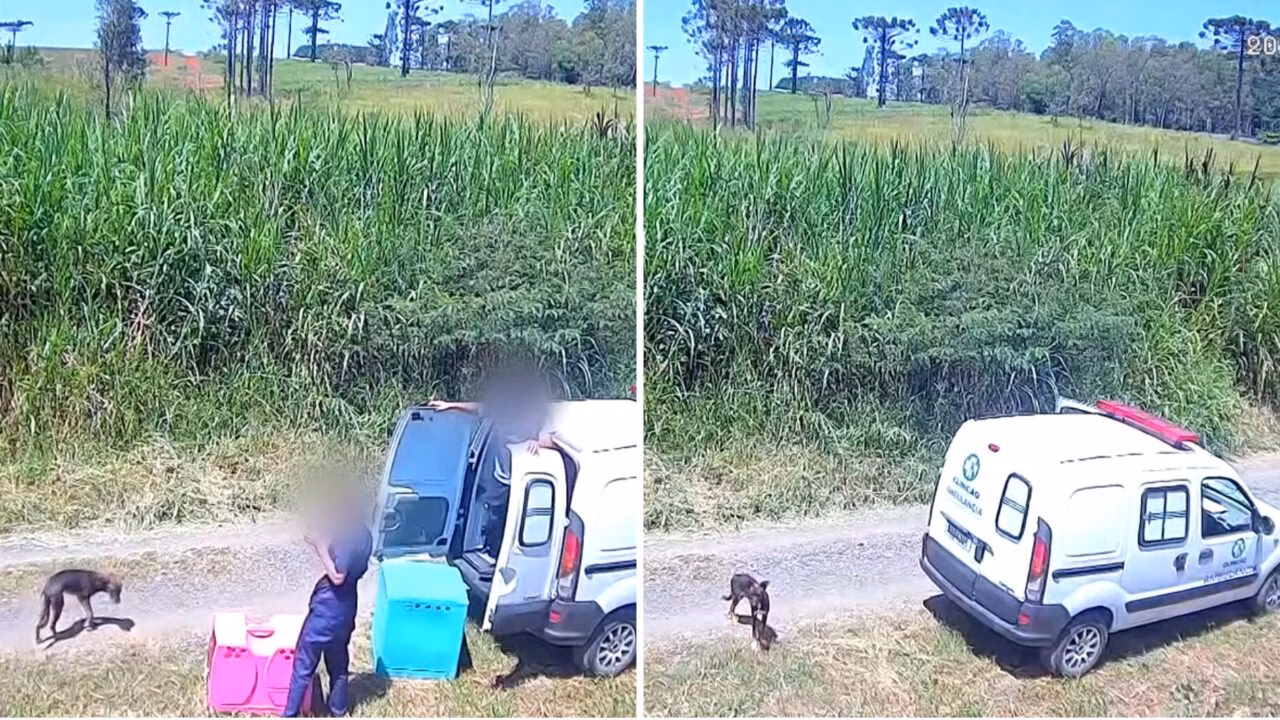 Clínica Veterinária Indiciada no Paraná por Abandono de Animais