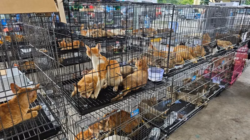 Desmantelamento de Rede de Tráfico de Gatos no Vietnã: Mais de 400 Animais Resgatados