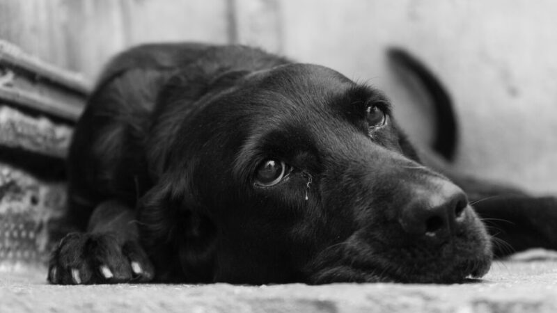 Senado Analisa Proposta de Estatuto para Cães e Gatos com Medidas Rigorosas