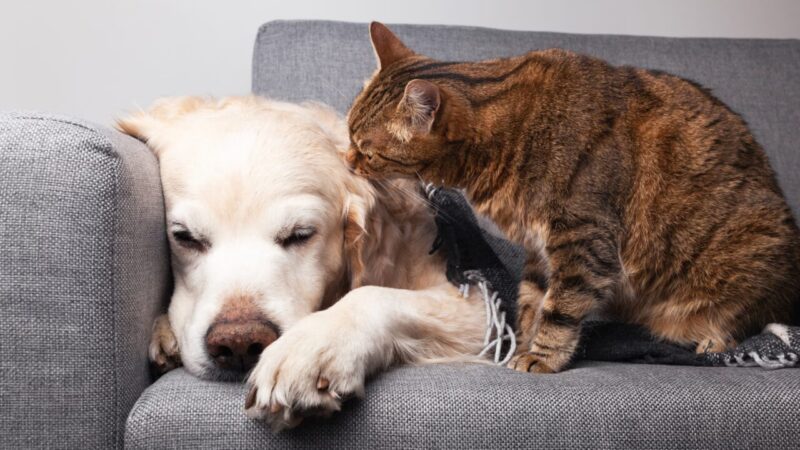 Sinais de Tédio em Animais de Estimação: O Que Observar