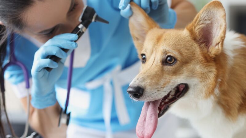Eficácia de Protocolos de Tratamento para Otite Canina em Estudo Nórdico