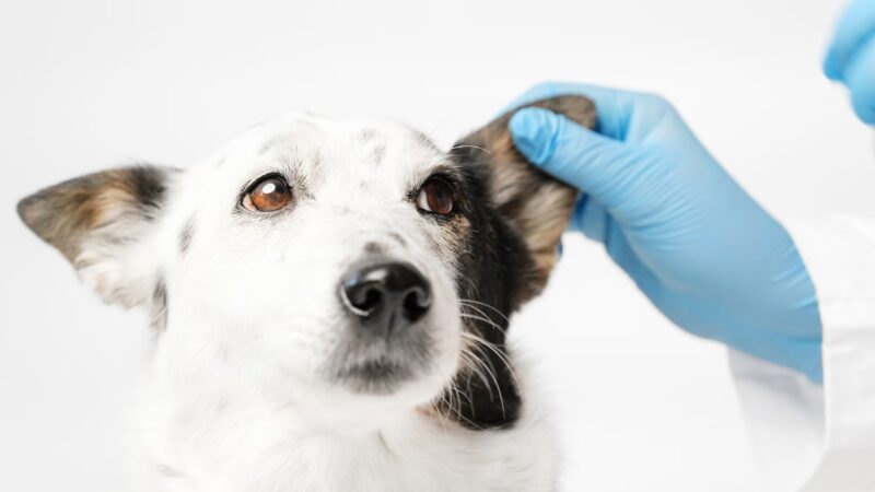 Amostras de Pelo: Um Novo Caminho para Diagnóstico da Leishmaniose Canina