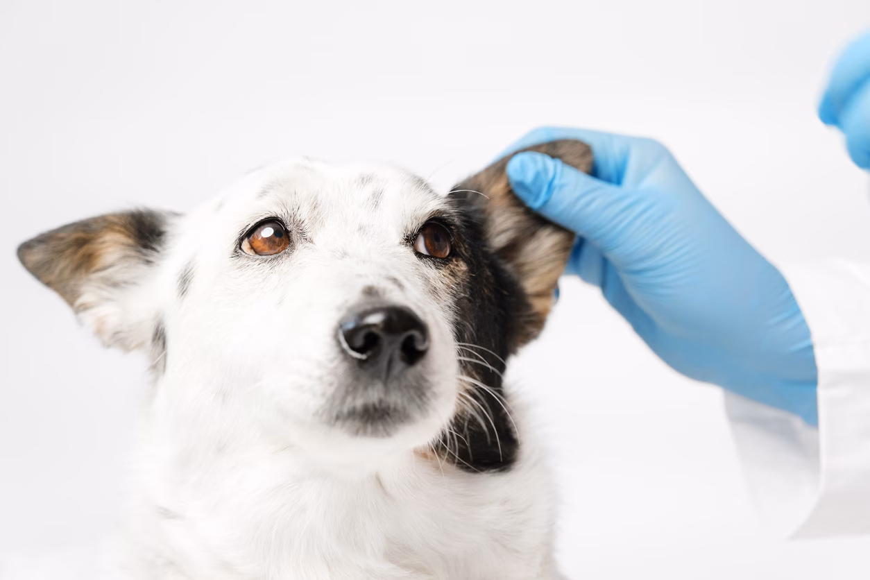 Amostras de Pelo: Um Novo Caminho para Diagnóstico da Leishmaniose Canina