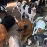 Cães em Adoção se Vestem para a Copa do Mundo e Conquistam a Internet em Santa Catarina