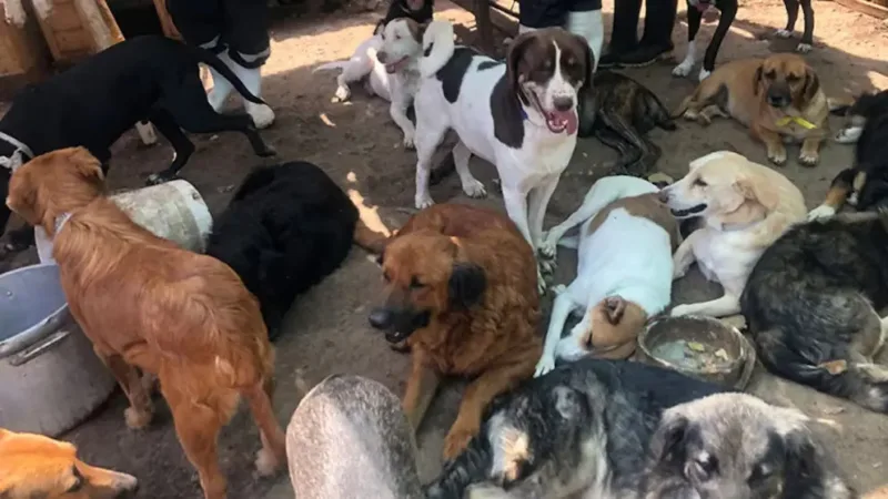 Loteria e Solidariedade: O Abrigo que Transformou a Vida de Animais Abandonados