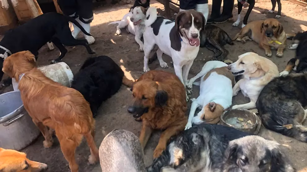 Loteria e Solidariedade: O Abrigo que Transformou a Vida de Animais Abandonados