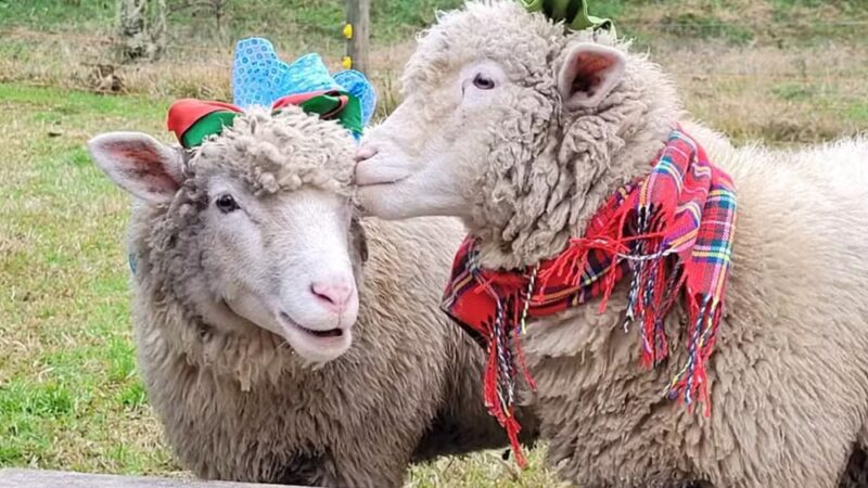 Criadores na Serra Catarinense Protegem Ovelhas do Frio Intenso