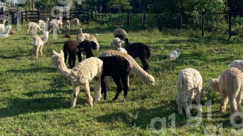 Lhamas Apreendidas no Acre Permanecem em Abrigo Provisório Enquanto Aguardam Decisão Judicial