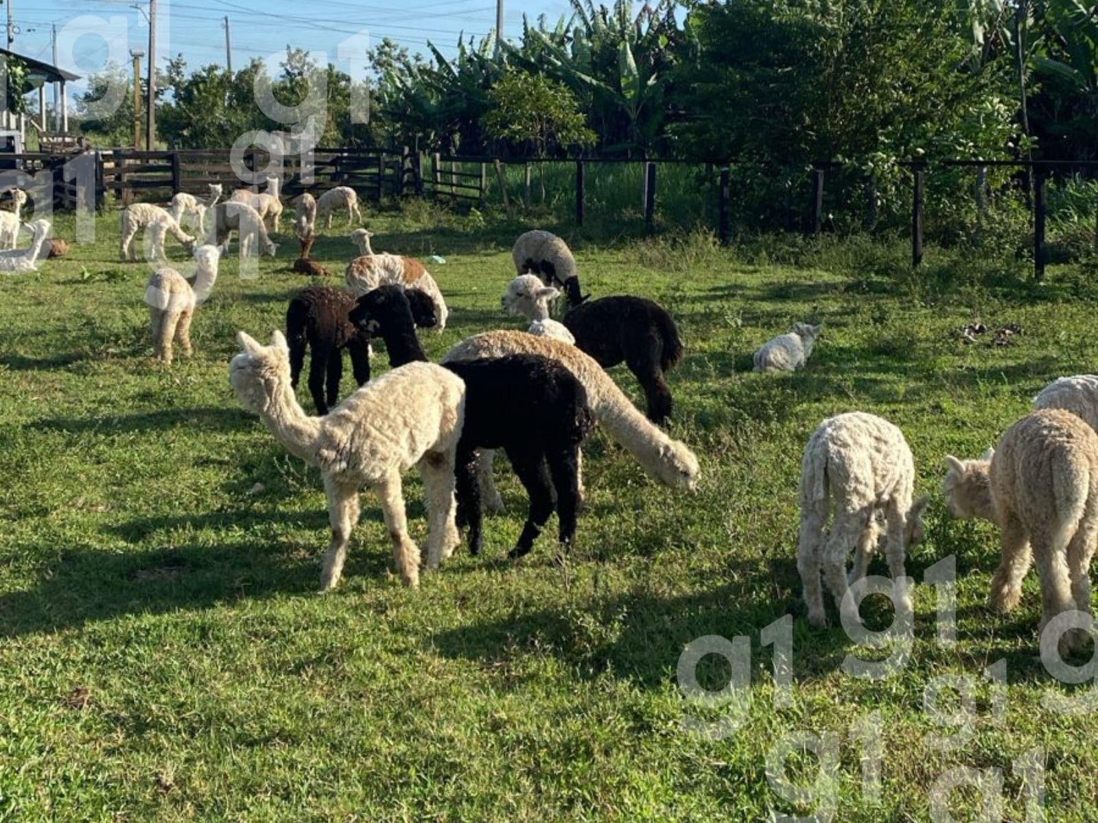Lhamas Apreendidas no Acre Permanecem em Abrigo Provisório Enquanto Aguardam Decisão Judicial