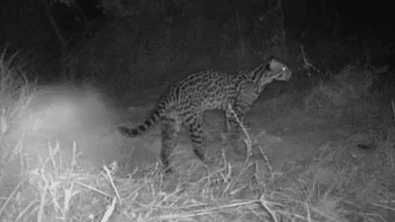 Ciclista Registra Riqueza da Fauna no Tocantins com Vídeo Viral