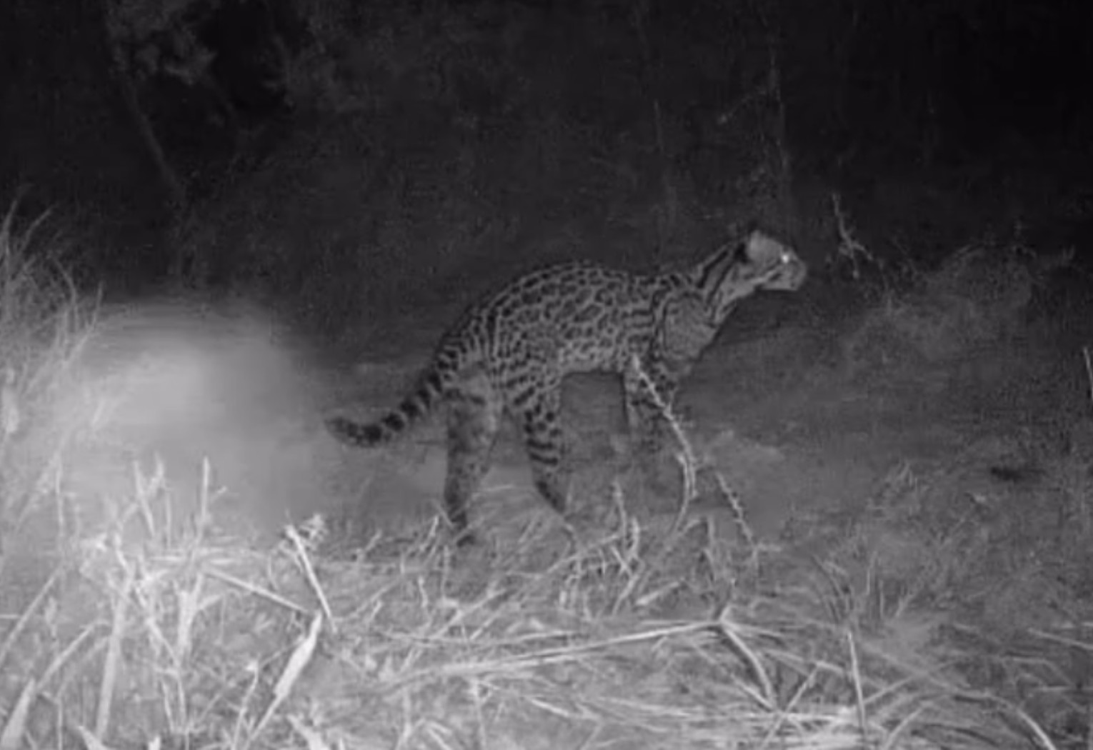 Ciclista Registra Riqueza da Fauna no Tocantins com Vídeo Viral