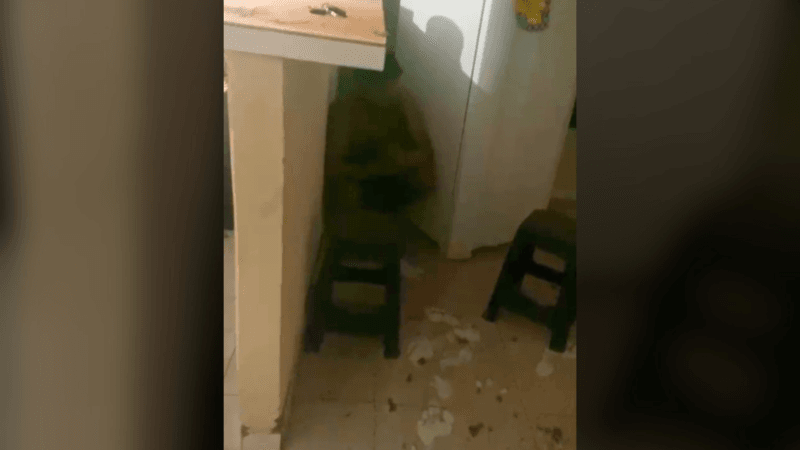 Invasão Doméstica em Formoso do Araguaia: Moradora Relata Momento de Terror