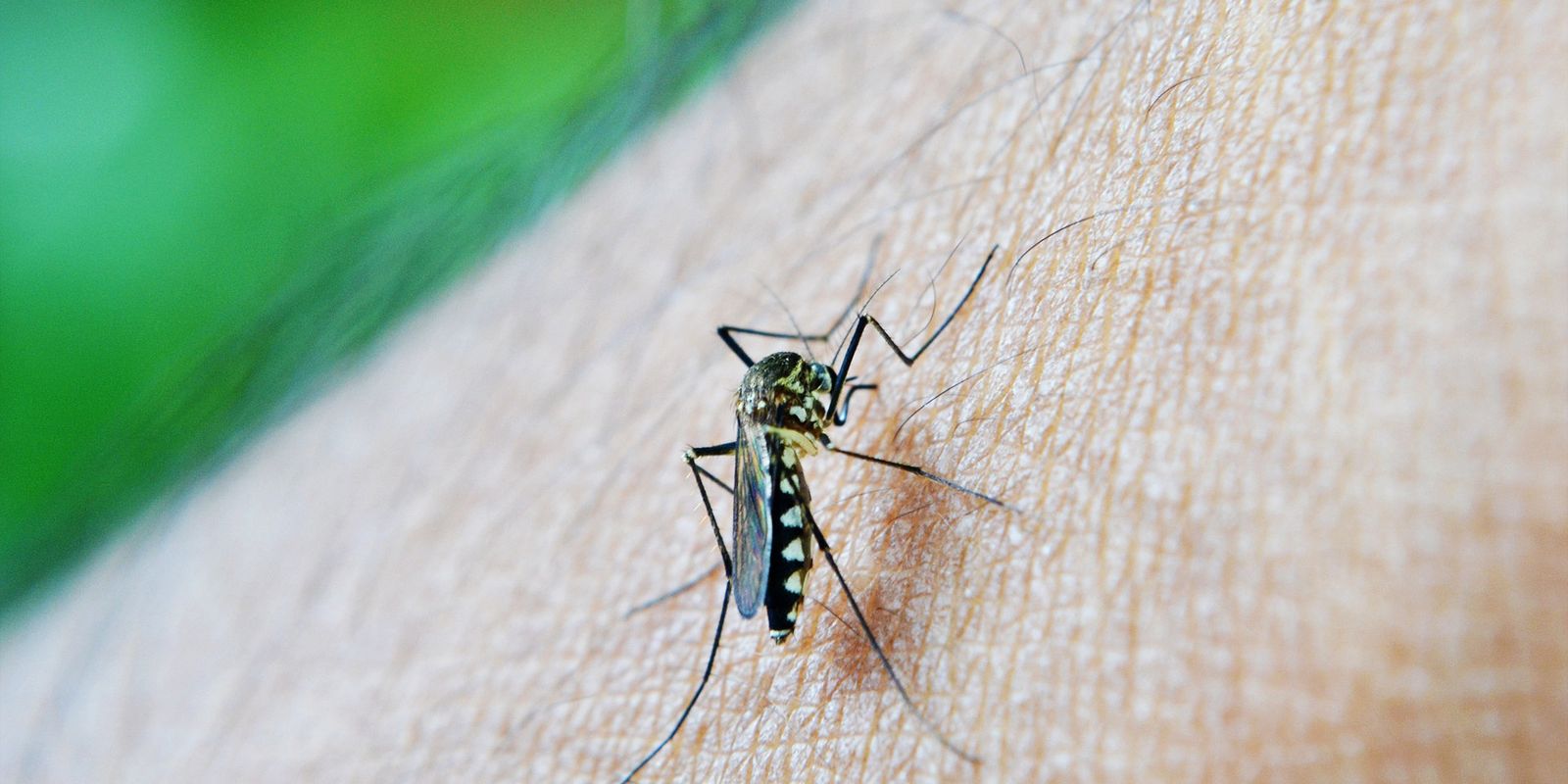 São Paulo Registra Quinta Morte por Febre Amarela em 2026