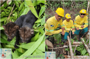 Resgate de Filhotes de Gato-Mourisco em Roraima: Uma História de Esperança