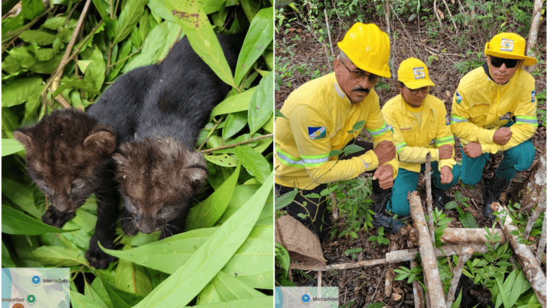 Resgate de Filhotes de Gato-Mourisco em Roraima: Uma História de Esperança