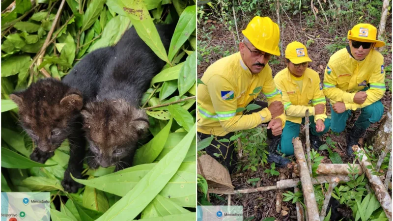Resgate de Filhotes de Gato-Mourisco em Roraima: Uma História de Esperança