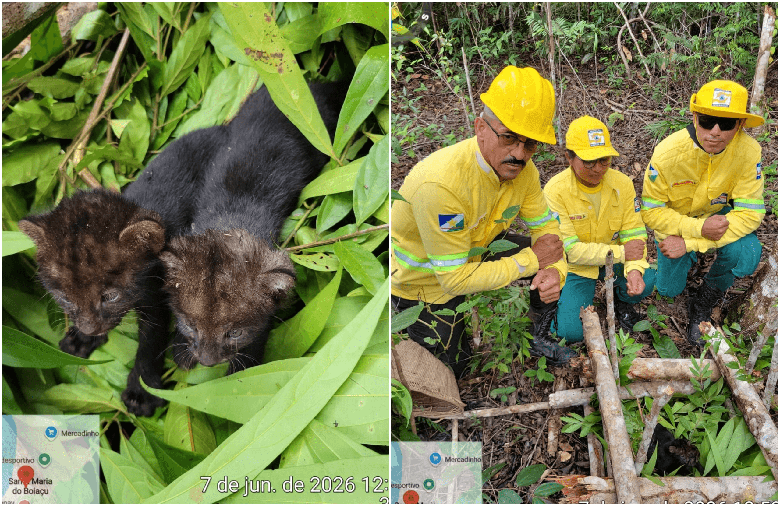 Resgate de Filhotes de Gato-Mourisco em Roraima: Uma História de Esperança