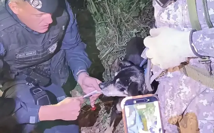 Cachorrinha Leal Acompanhou Corpo de Idoso por Oito Dias em Mata de SP