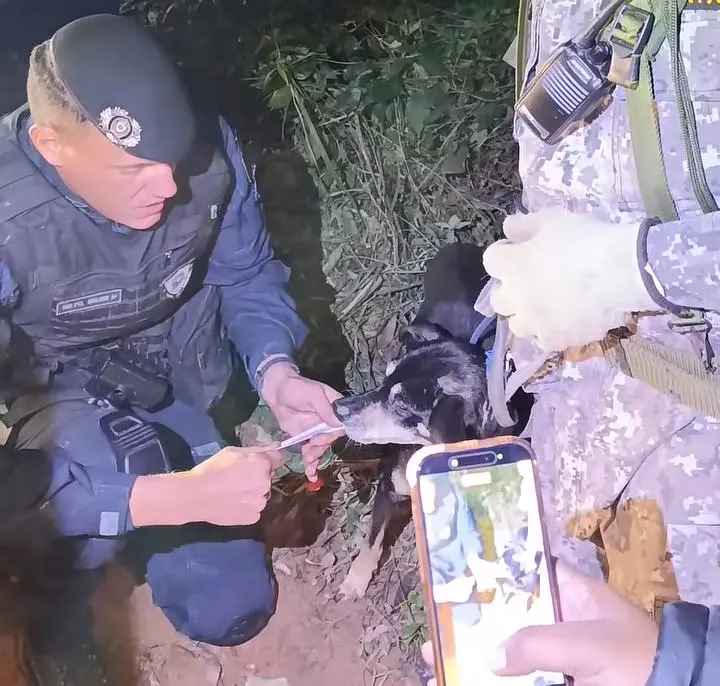 Cachorrinha Leal Acompanhou Corpo de Idoso por Oito Dias em Mata de SP
