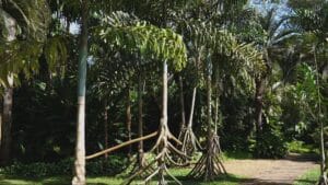 Paxiúba: A Palmeira Andante da Amazônia e Seu Papel Crucial na Floresta