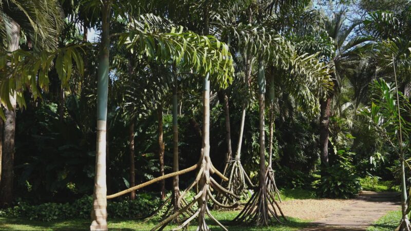 Paxiúba: A Palmeira Andante da Amazônia e Seu Papel Crucial na Floresta