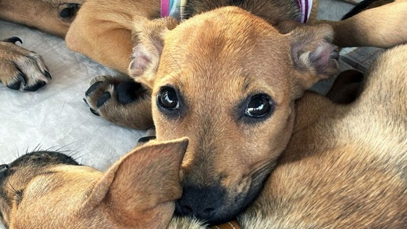 Icoaraci Inicia Programa Belém Animal com Atendimento Veterinário Gratuito