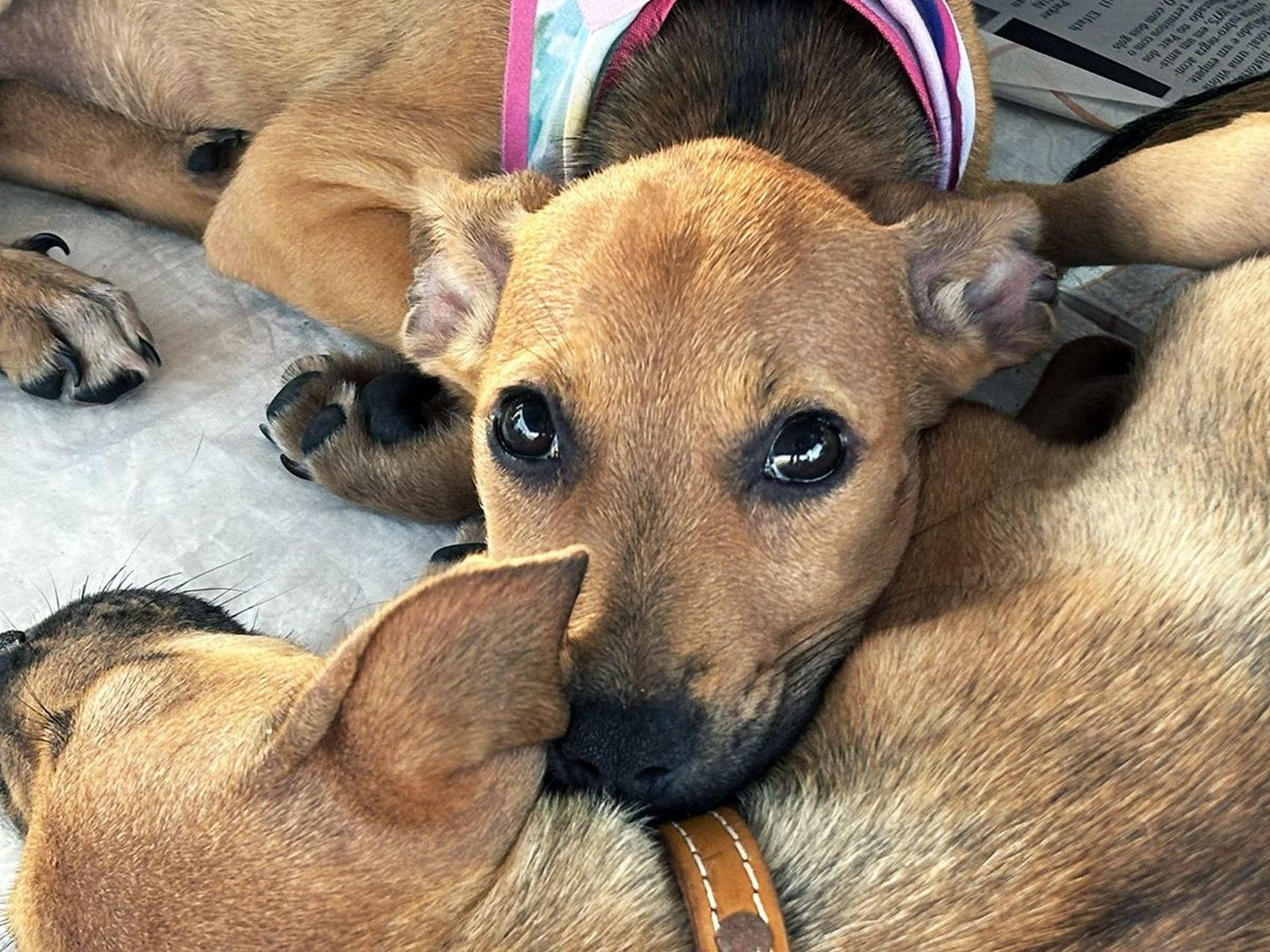 Icoaraci Inicia Programa Belém Animal com Atendimento Veterinário Gratuito