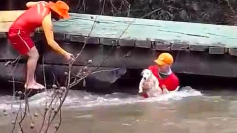 Cães e Comunidades: Resgate Heroico em Roraima Durante Tempestades