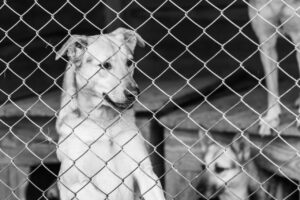 Lei Orelha: Novas Medidas Contra Maus-Tratos a Animais Avançam na Assembleia Legislativa