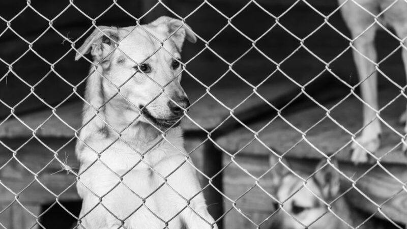 Lei Orelha: Novas Medidas Contra Maus-Tratos a Animais Avançam na Assembleia Legislativa