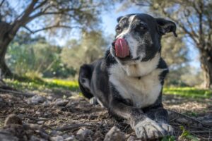 A Variedade do Envelhecimento Canino: Fatores que Influenciam a Longevidade