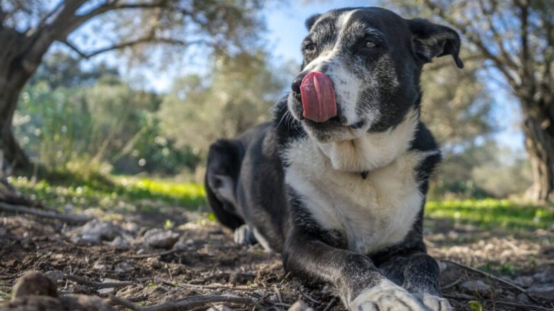 A Variedade do Envelhecimento Canino: Fatores que Influenciam a Longevidade