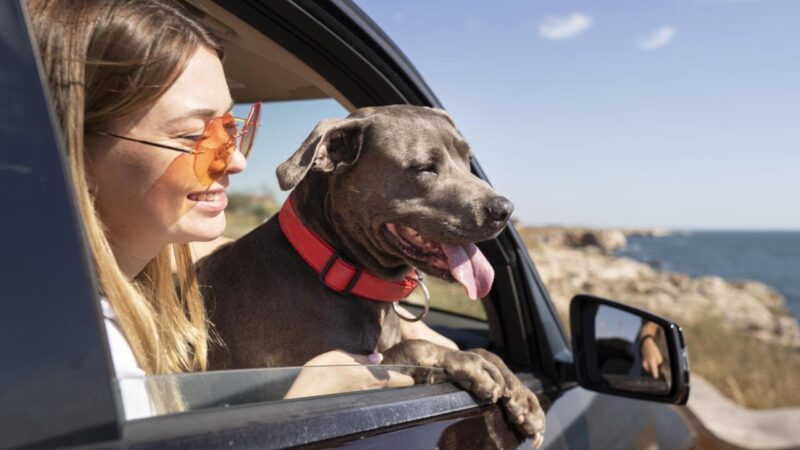 Governo Lança Pesquisa Nacional para Aperfeiçoar Estrutura de Viagens com Animais de Estimação no Brasil
