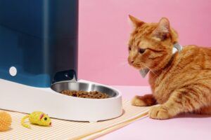 A Importância da Alimentação em Cães e Gatos: Sinais de Alerta para Doenças