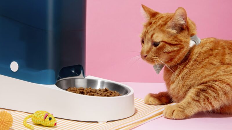 A Importância da Alimentação em Cães e Gatos: Sinais de Alerta para Doenças