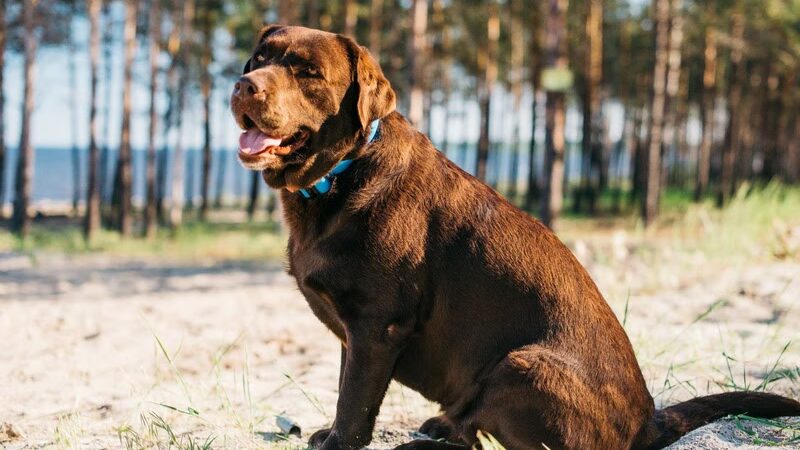 Junho Vermelho Pet: Iniciativa da Special Dog Company Fomenta Doação de Sangue Veterinário