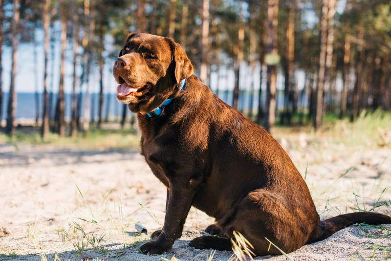 Junho Vermelho Pet: Iniciativa da Special Dog Company Fomenta Doação de Sangue Veterinário