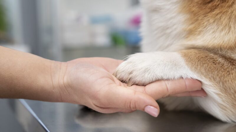 Sorocaba Implementa Programa de Assistência e Cremação Gratuita para Animais de Estimação