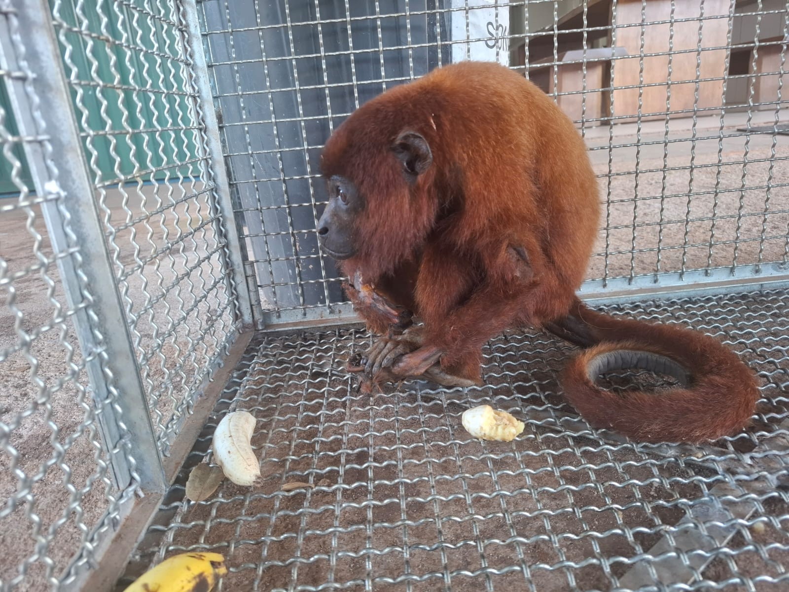 Resgate de Macacos Bugios em Alta Floresta do Oeste: Uma Lição sobre Preservação da Fauna