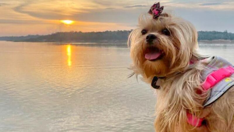 Nova Lei em Rondônia Permite Sepultamento de Pets ao Lado de Seus Tutores