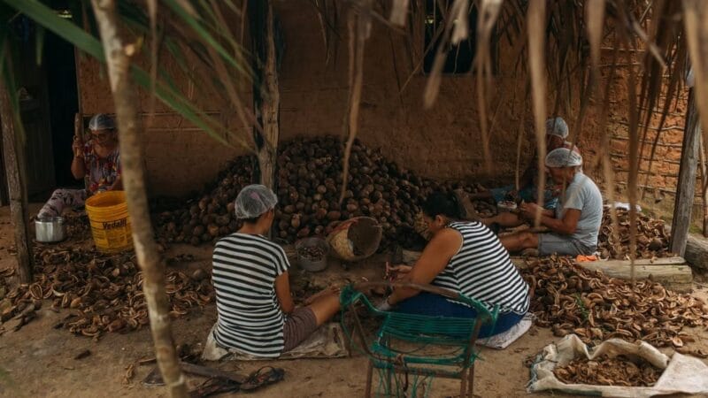Quebradeiras de Coco Babaçu do Tocantins Recebem Reconhecimento Cultural