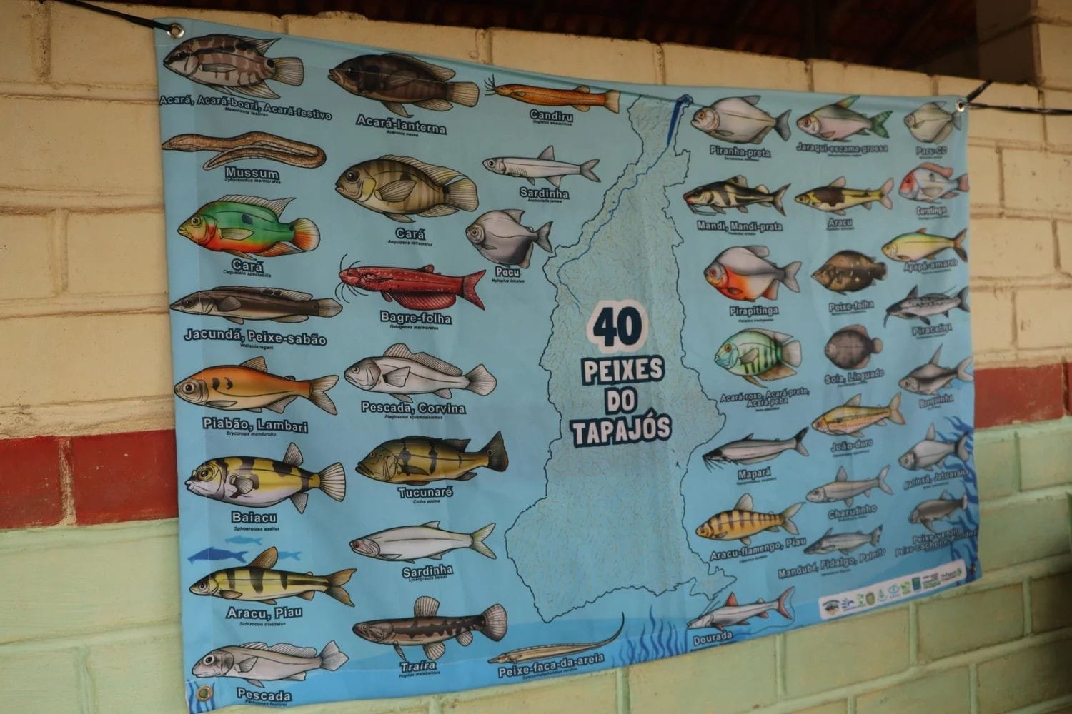 Inscrições Abertas para Concurso de Pintura e Histórias em Quadrinhos sobre Peixes do Tapajós