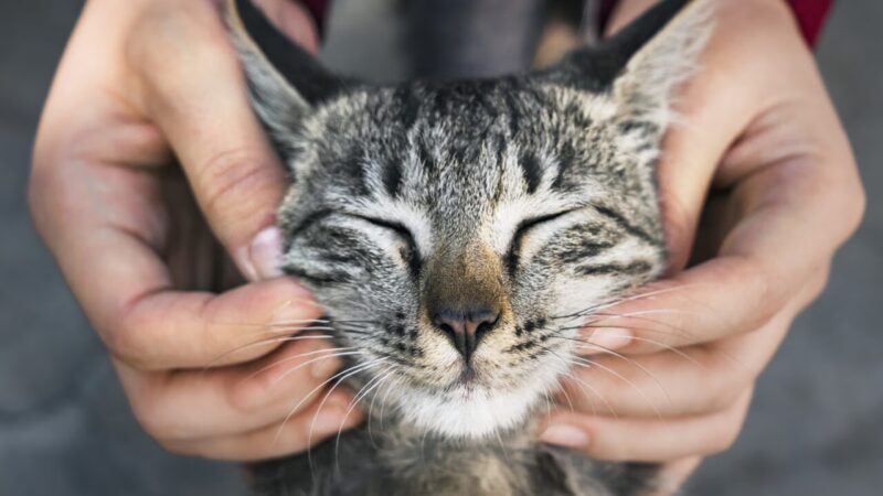 Como Demonstrar Afeto ao Seu Gato Sem Invadir Seu Espaço